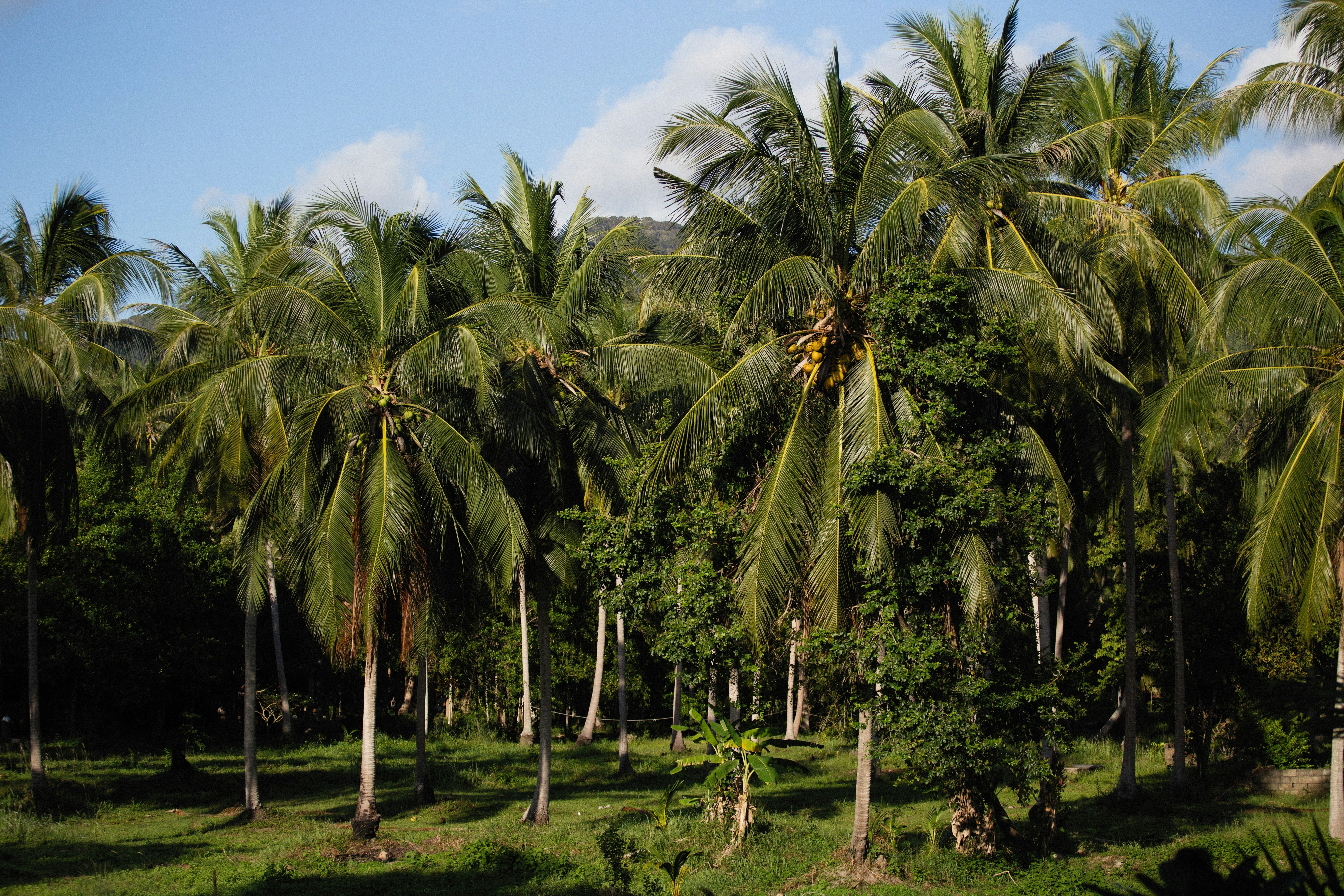 Plantation sector